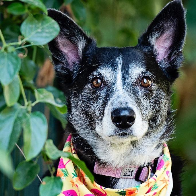 Whoopie, Adoptable, Senior Female Australian Cattle Dog / Blue Heeler & McNab.