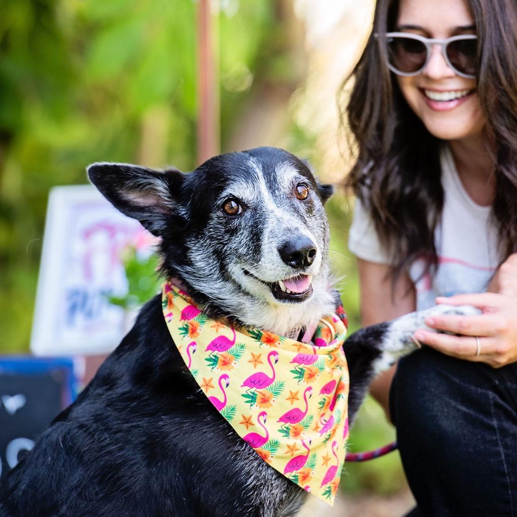 Enlarge Whoopie, a Adoptable mixed breed in Los Angeles, CA image 2/5