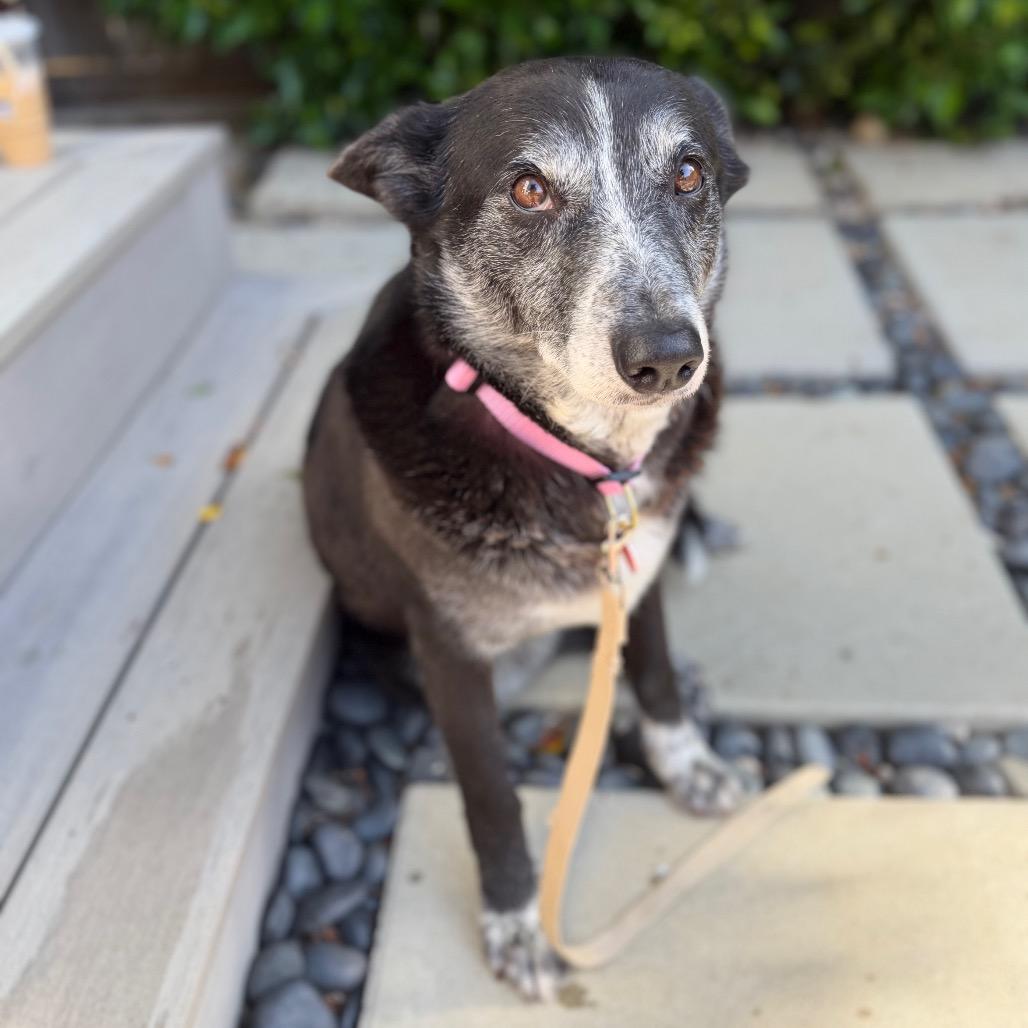 Whoopie, a Adoptable mixed breed in Los Angeles, CA image 1/6