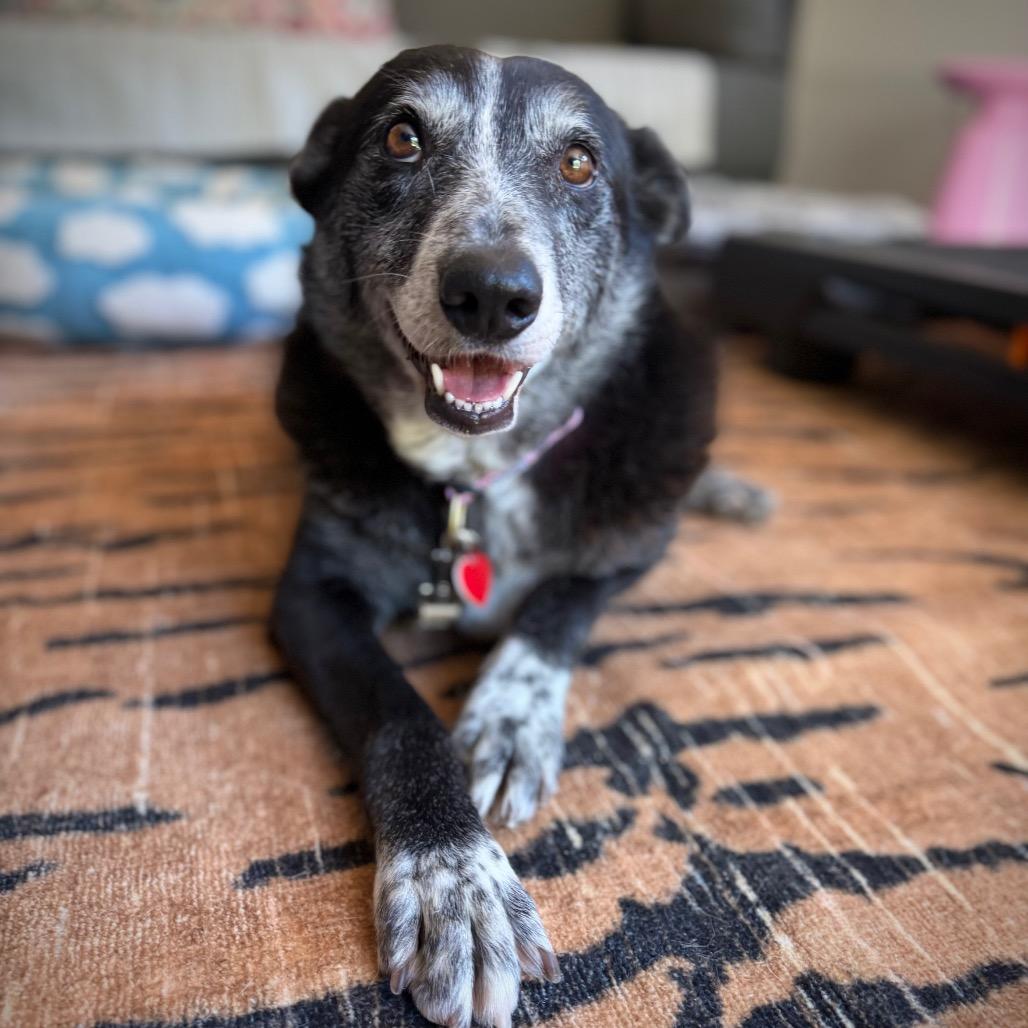 Whoopie, a Adoptable mixed breed in Los Angeles, CA image 2/6