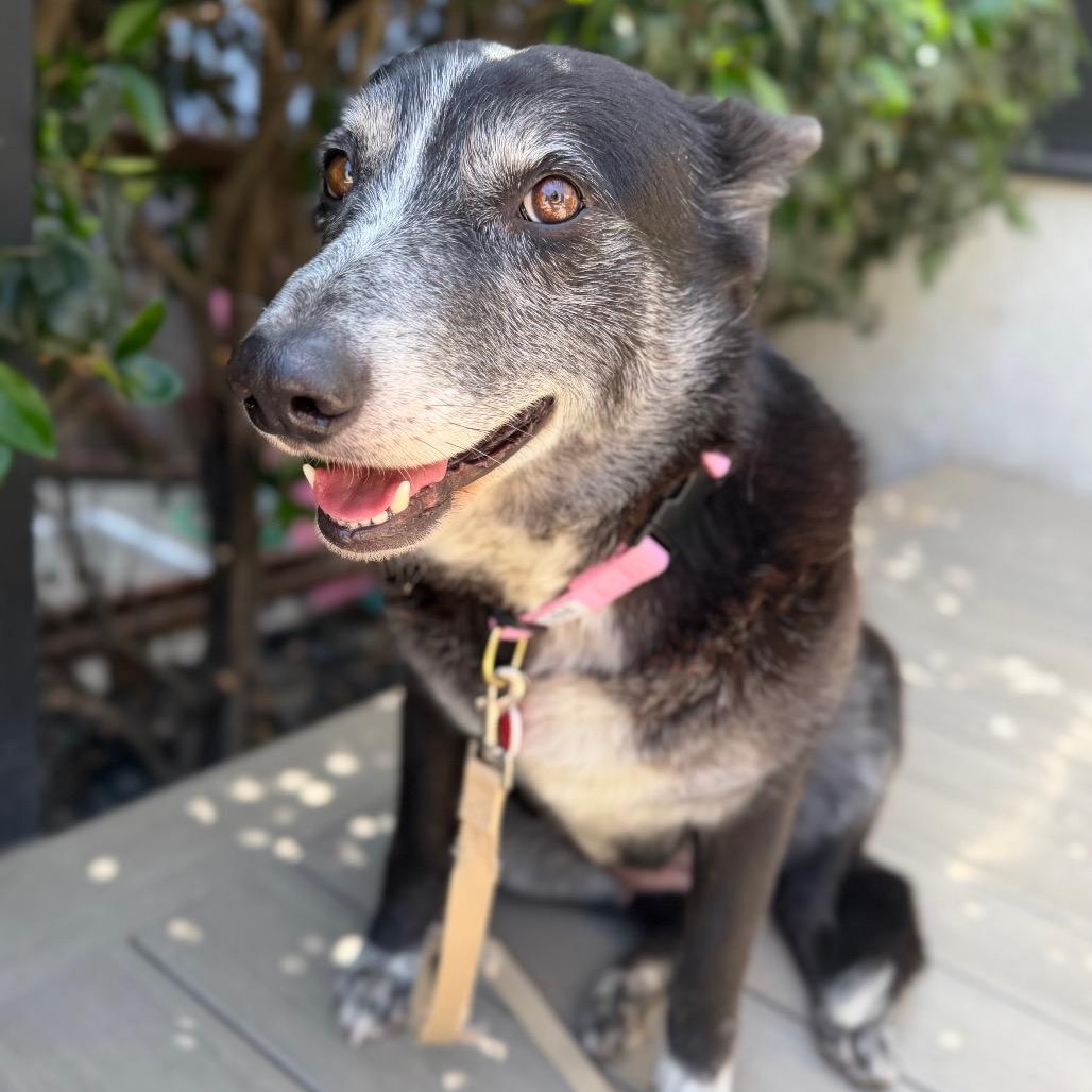 Whoopie, a Adoptable mixed breed in Los Angeles, CA image 4/6