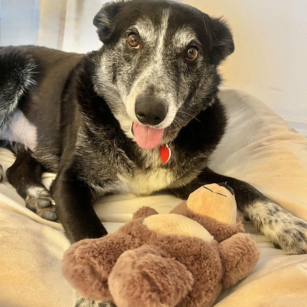 Whoopie, a Adoptable mixed breed in Los Angeles, CA image 5/6