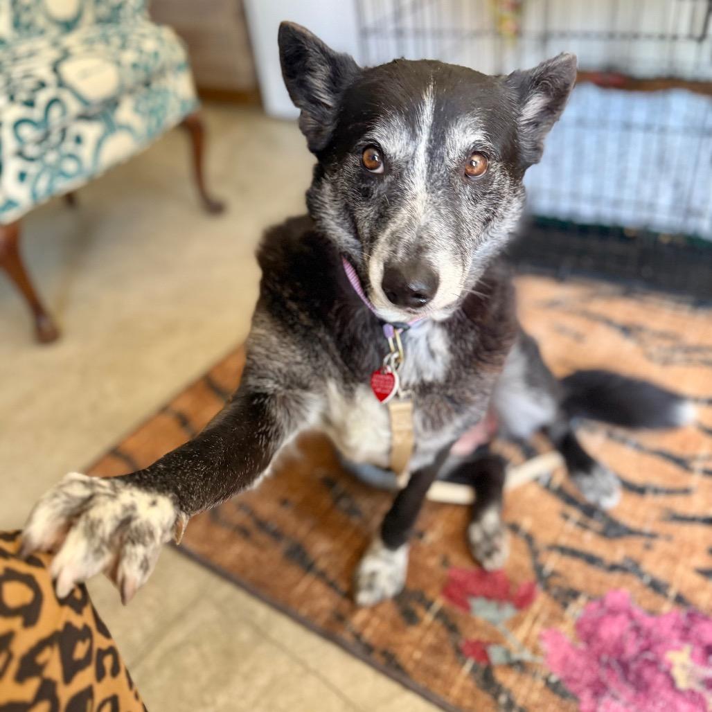 Whoopie, a Adoptable mixed breed in Los Angeles, CA image 6/6