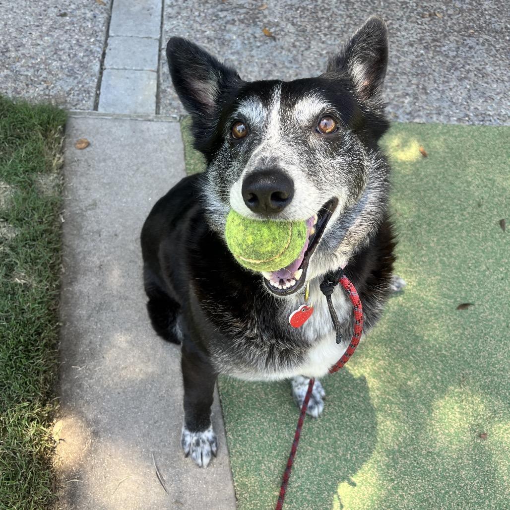 Enlarge Whoopie, a Adoptable mixed breed in Los Angeles, CA image 4/5