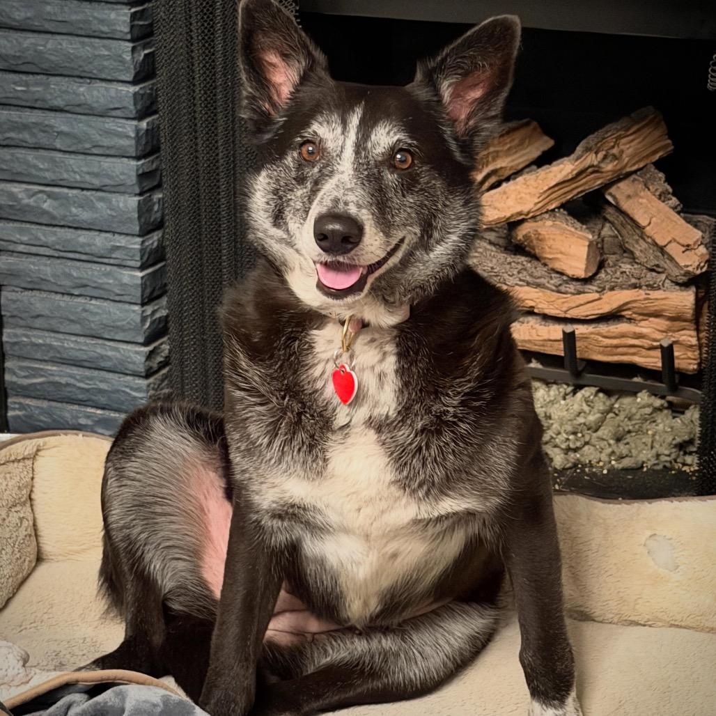 Enlarge Whoopie, a Adoptable mixed breed in Los Angeles, CA image 5/5