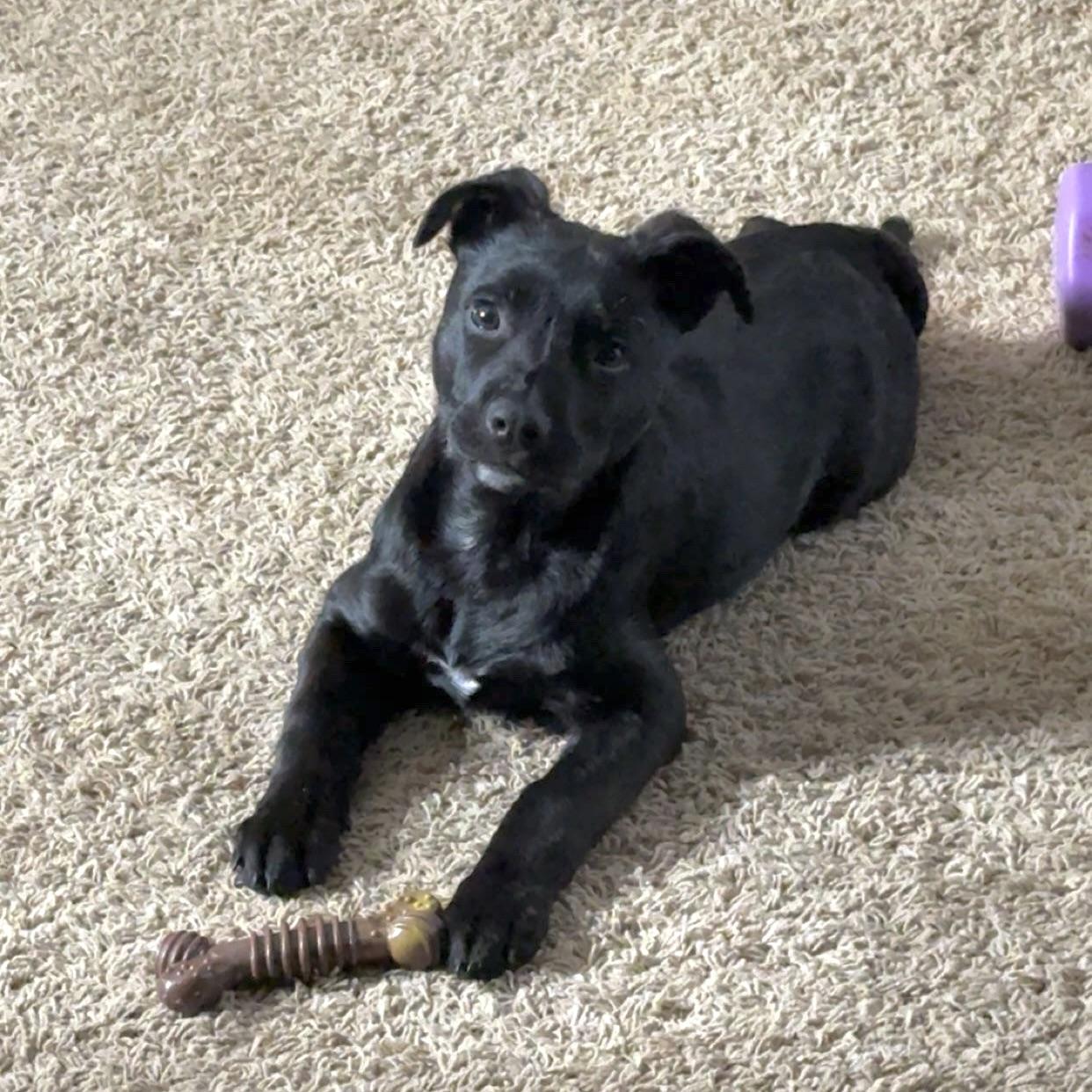 Enlarge Hughey, a ADOPTABLE mixed breed in Prior Lake, MN image 5/6