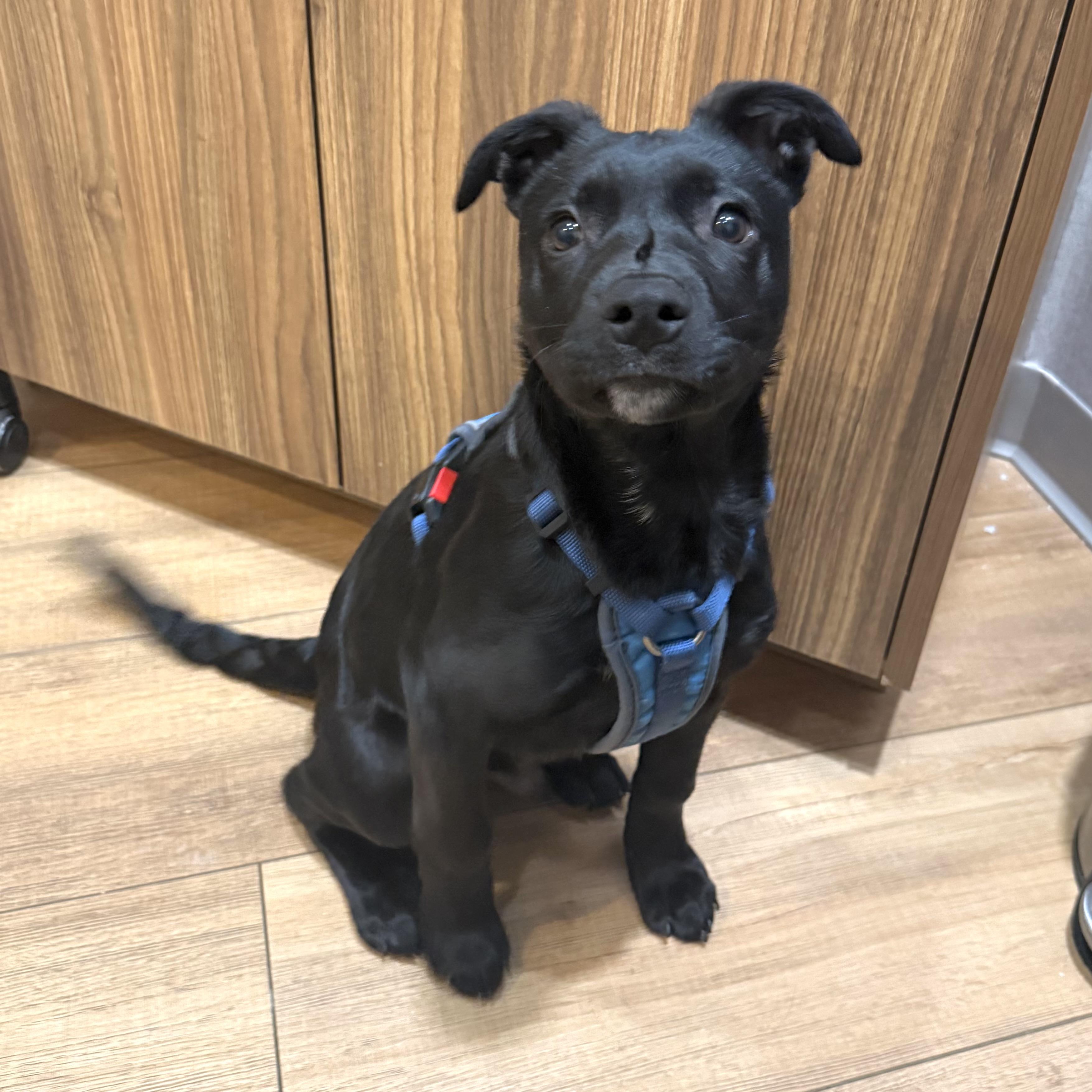 Enlarge Hughey, a ADOPTABLE mixed breed in Prior Lake, MN image 2/6