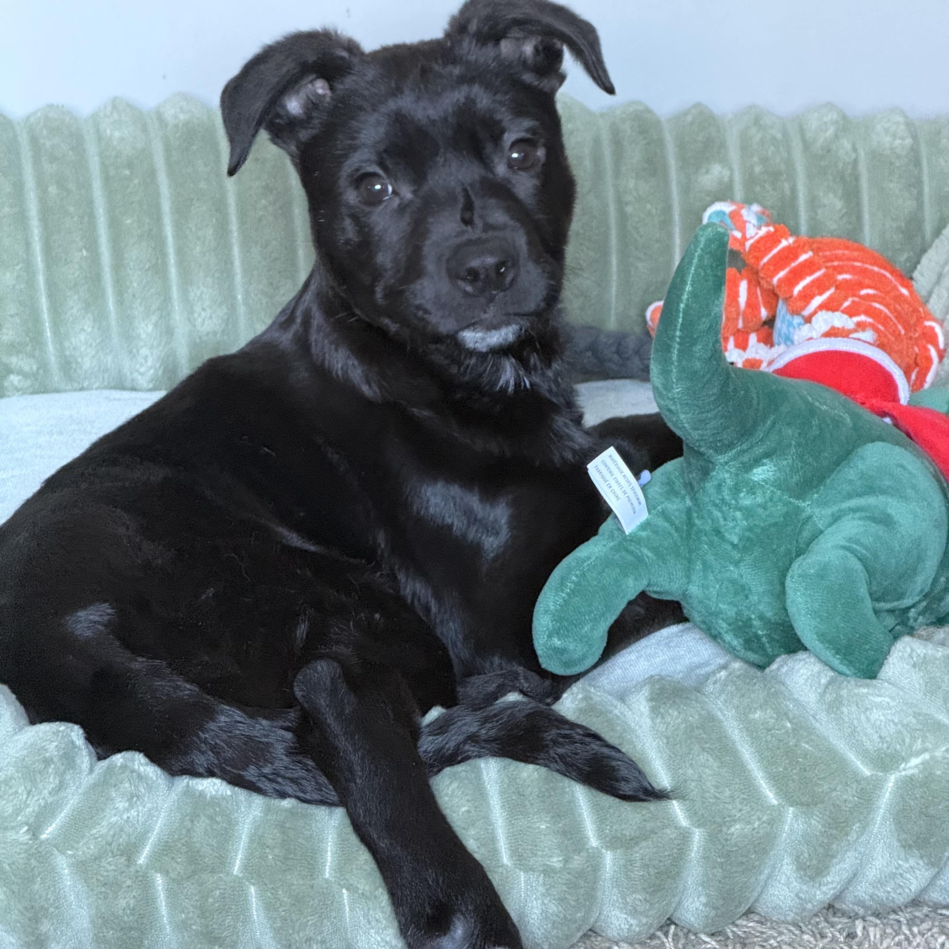 Enlarge Hughey, a ADOPTABLE mixed breed in Prior Lake, MN image 1/6