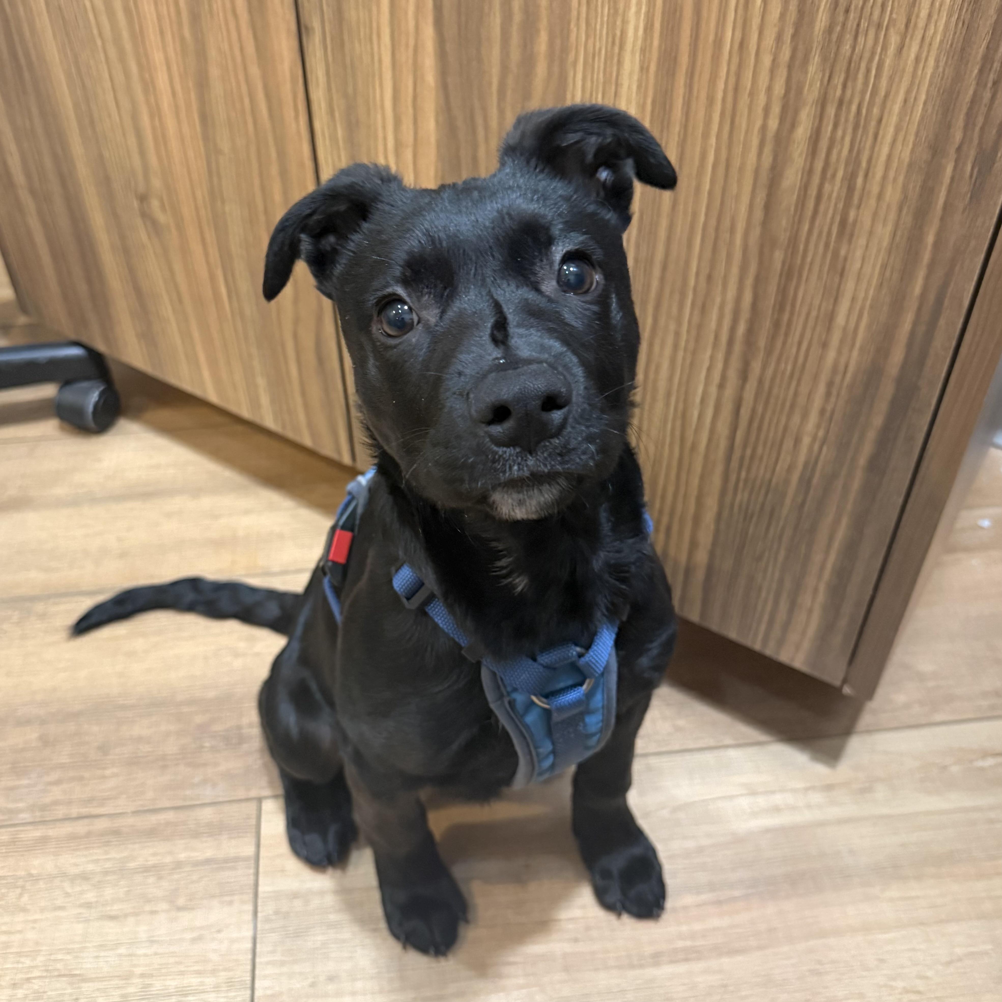 Enlarge Hughey, a ADOPTABLE mixed breed in Prior Lake, MN image 4/6