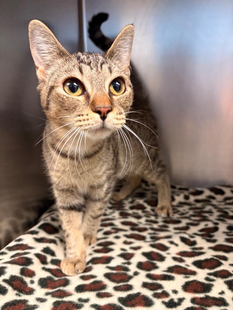 Stripes, Adoptable, Young Female Domestic Medium Hair.