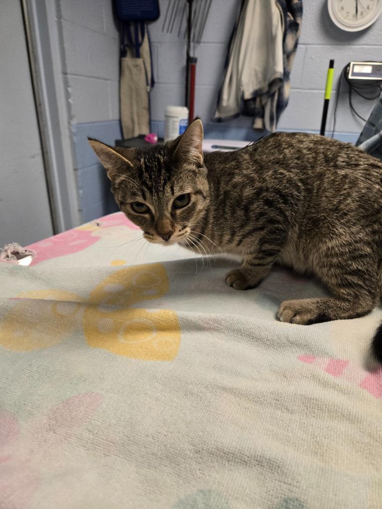 Enlarge Stripes, a Adoptable mixed breed in Detroit, MI image 2/2