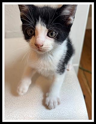 FRED, Adoptable, Kitten Male Domestic Short Hair.