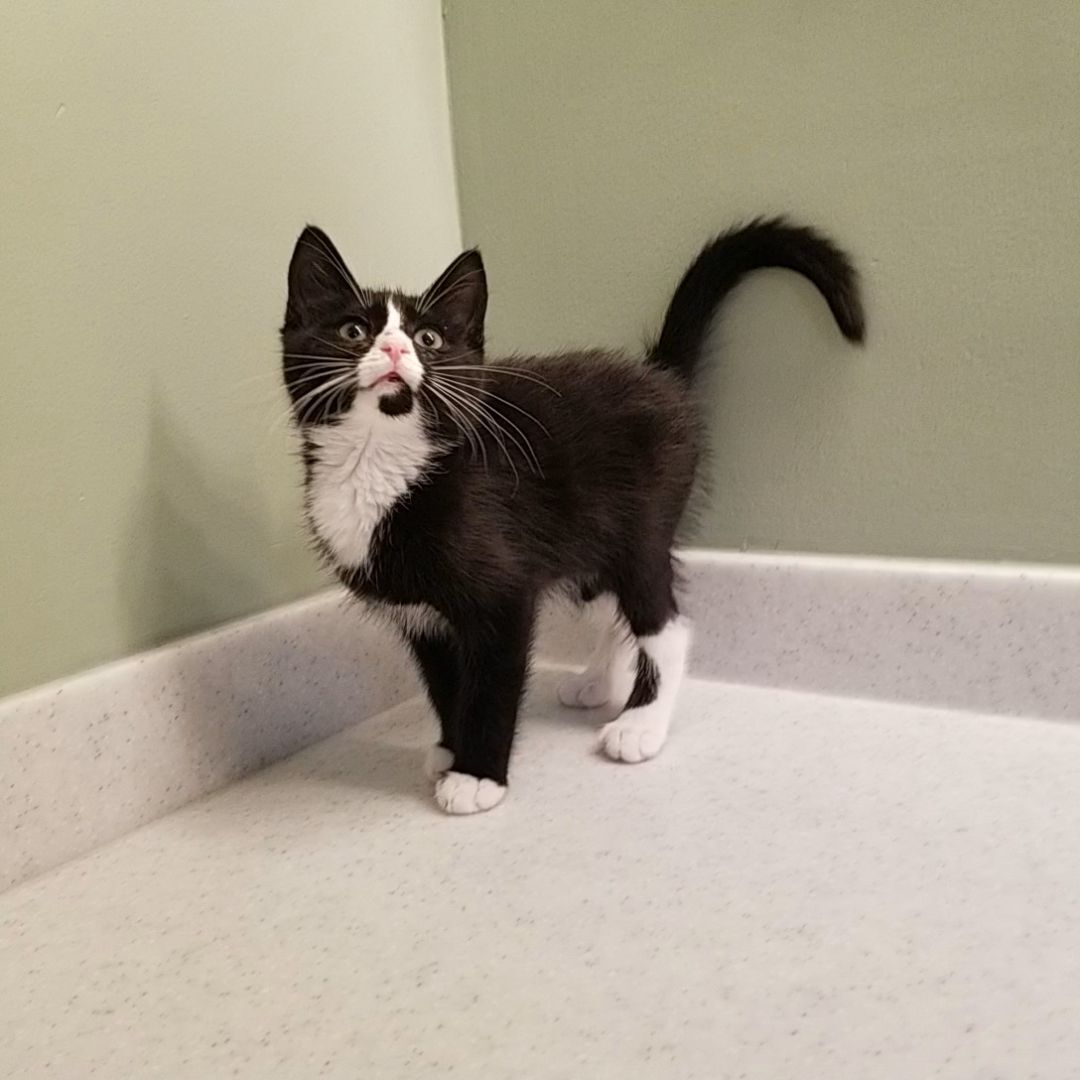 Boris, a Adopted Domestic Short Hair in Big Lake, MN image 1/12