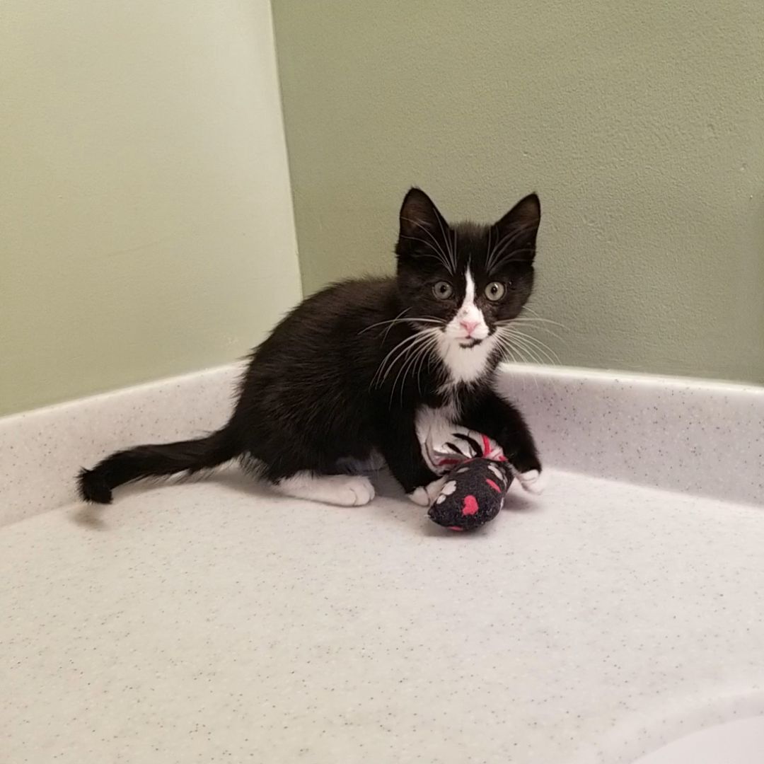 Boris, a Adopted Domestic Short Hair in Big Lake, MN image 2/12