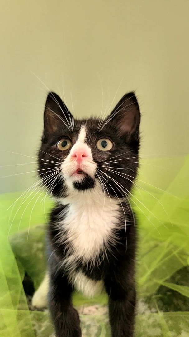 Boris, a Adopted Domestic Short Hair in Big Lake, MN image 3/12