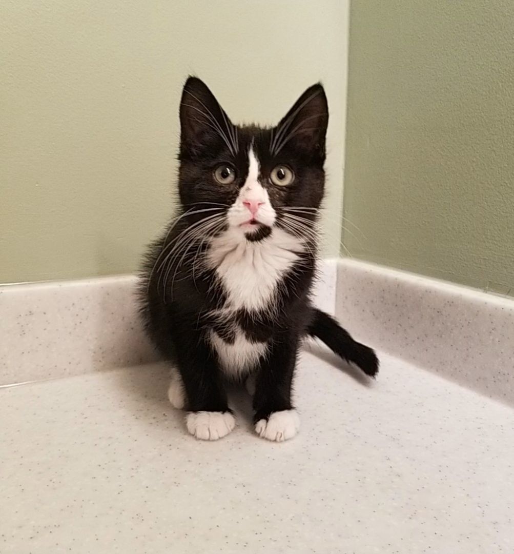 Boris, a Adopted Domestic Short Hair in Big Lake, MN image 5/12