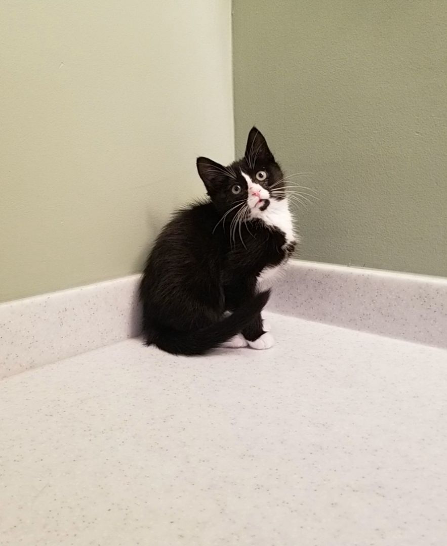 Boris, a Adopted Domestic Short Hair in Big Lake, MN image 6/12