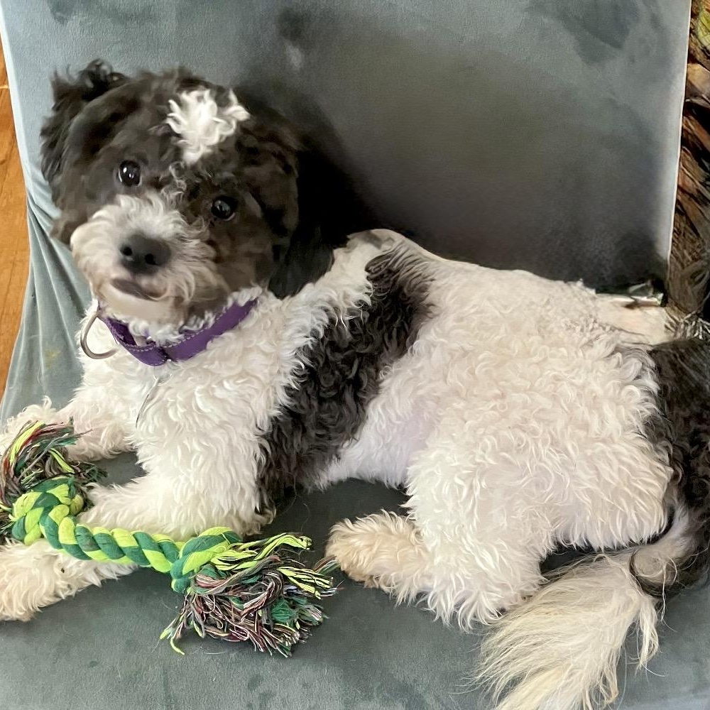 Enlarge Marshall, a ADOPTABLE mixed breed in Santa Monica, CA image 2/6