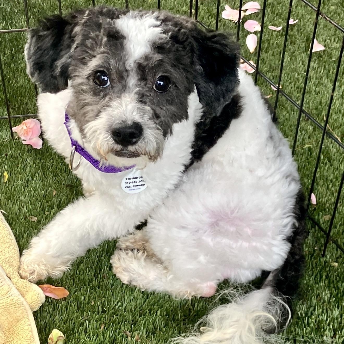 Enlarge Marshall, a ADOPTABLE mixed breed in Santa Monica, CA image 5/6
