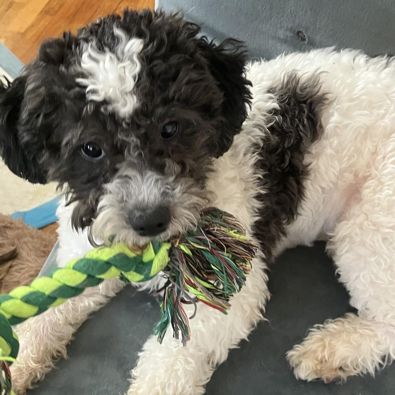 Enlarge Marshall, a ADOPTABLE mixed breed in Santa Monica, CA image 3/6