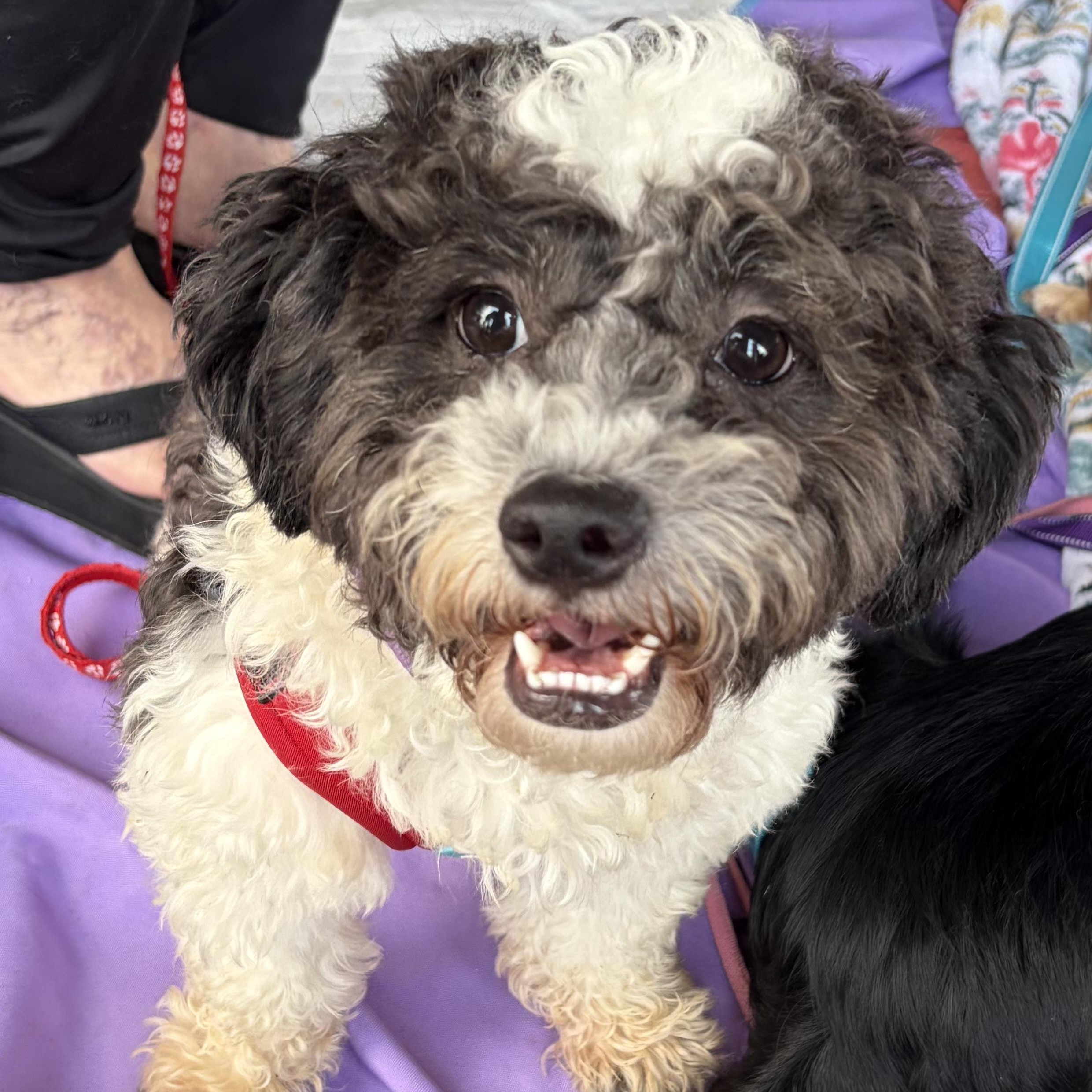 Enlarge Marshall, a ADOPTABLE mixed breed in Santa Monica, CA image 1/6