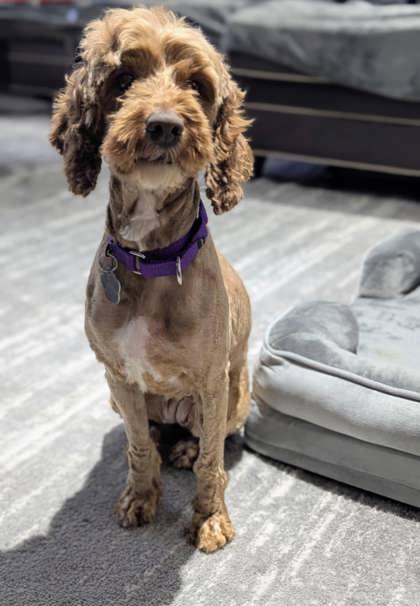 Amelia, Adoptable, Adult Female English Cocker Spaniel & Poodle.