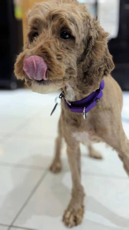 Enlarge Amelia, a Adoptable mixed breed in Malvern, PA image 2/3