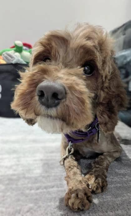 Enlarge Amelia, a Adoptable mixed breed in Malvern, PA image 3/3