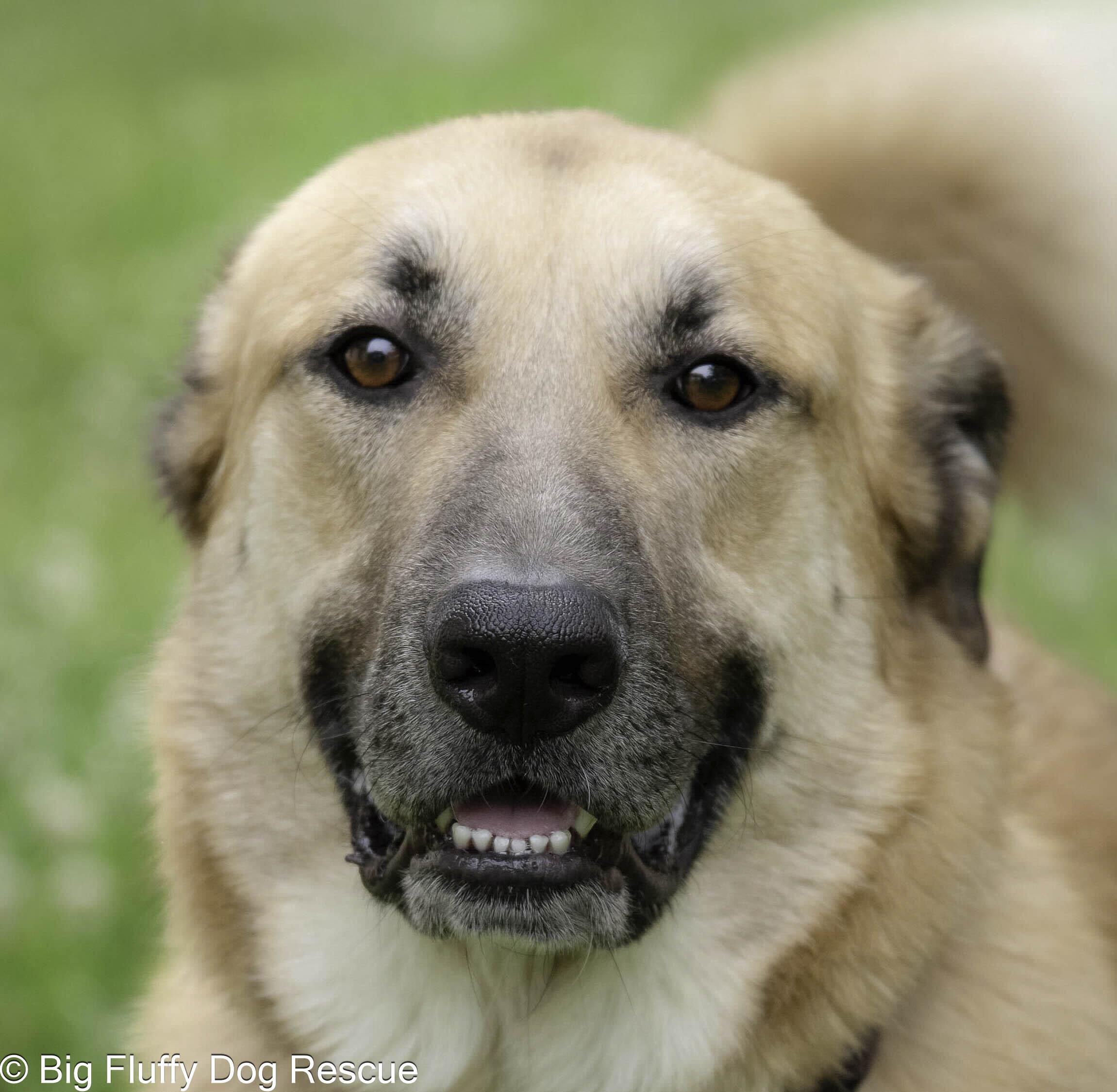 Enlarge Chip, a Adoptable mixed breed in Eau Claire, WI image 1/4