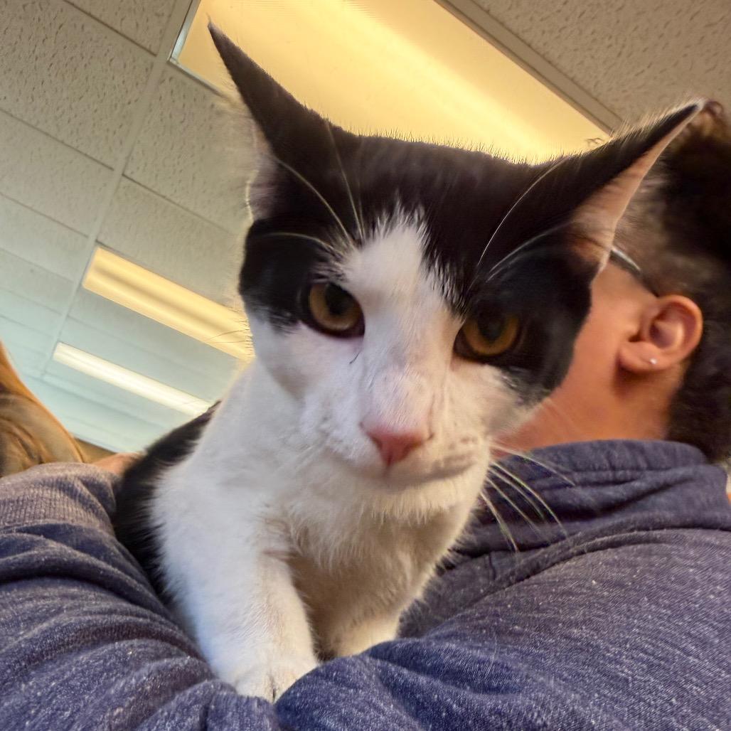 Talon, ADOPTABLE, Kitten Male Domestic Short Hair.