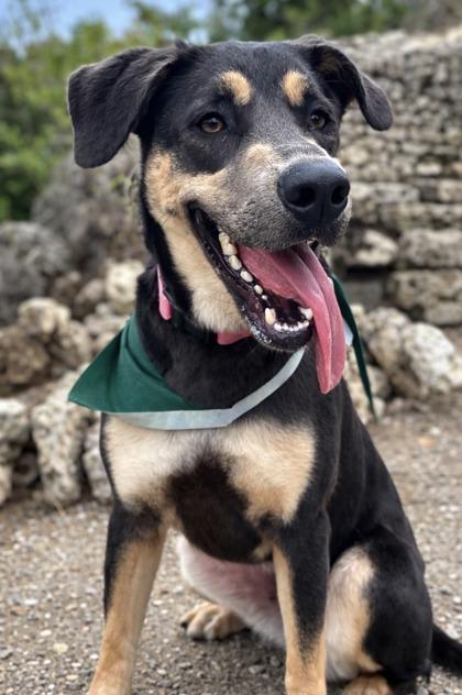 Lechuga — thumbnail 2