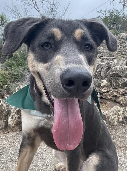 Lechuga — thumbnail 3