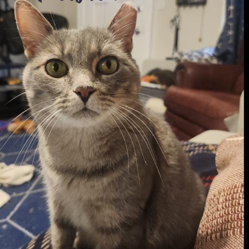 Pewter, a Adoptable Domestic Short Hair in Seven Valleys, PA image 1/6