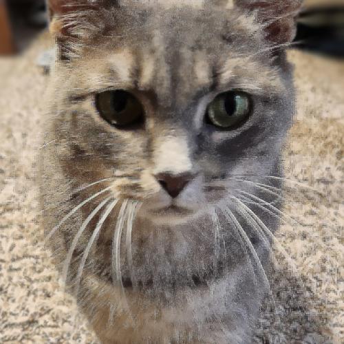 Pewter, a Adoptable Domestic Short Hair in Seven Valleys, PA image 1/5