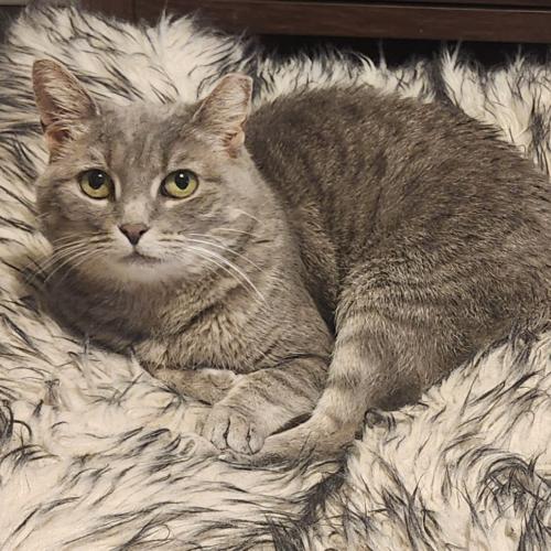 Pewter, a Adoptable Domestic Short Hair in Seven Valleys, PA image 2/6