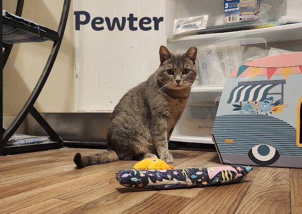 Pewter, a Adoptable Domestic Short Hair in Seven Valleys, PA image 2/5