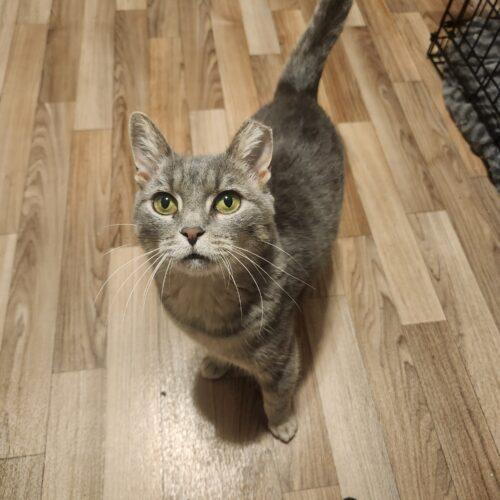 Pewter, a Adoptable Domestic Short Hair in Seven Valleys, PA image 3/5
