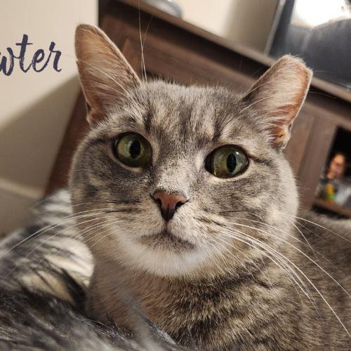 Pewter, a Adoptable Domestic Short Hair in Seven Valleys, PA image 4/6