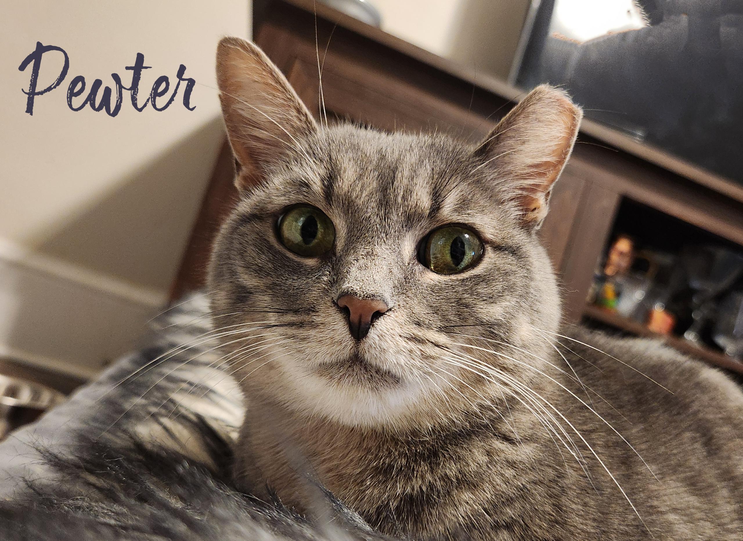 Pewter, a Adoptable Domestic Short Hair in Seven Valleys, PA image 5/6