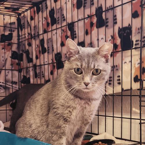 Pewter, a Adoptable Domestic Short Hair in Seven Valleys, PA image 4/5