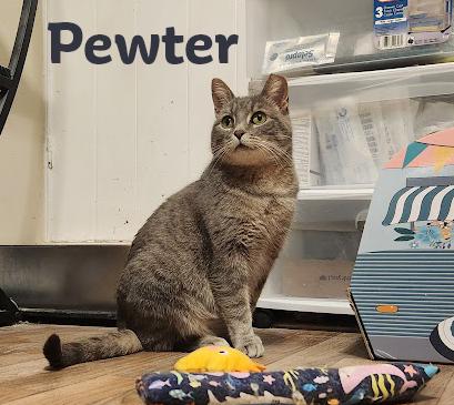 Pewter, a Adoptable Domestic Short Hair in Seven Valleys, PA image 5/5
