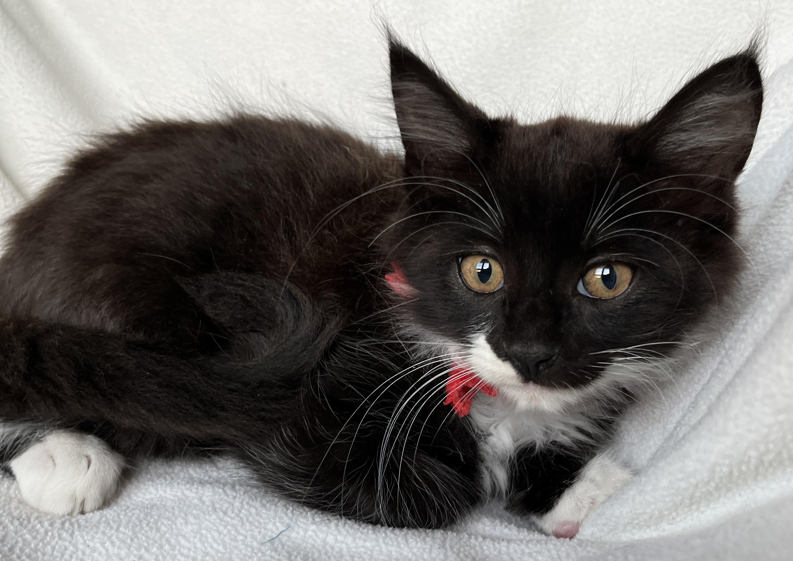Fabian, Adoptable, Kitten Male Tuxedo.
