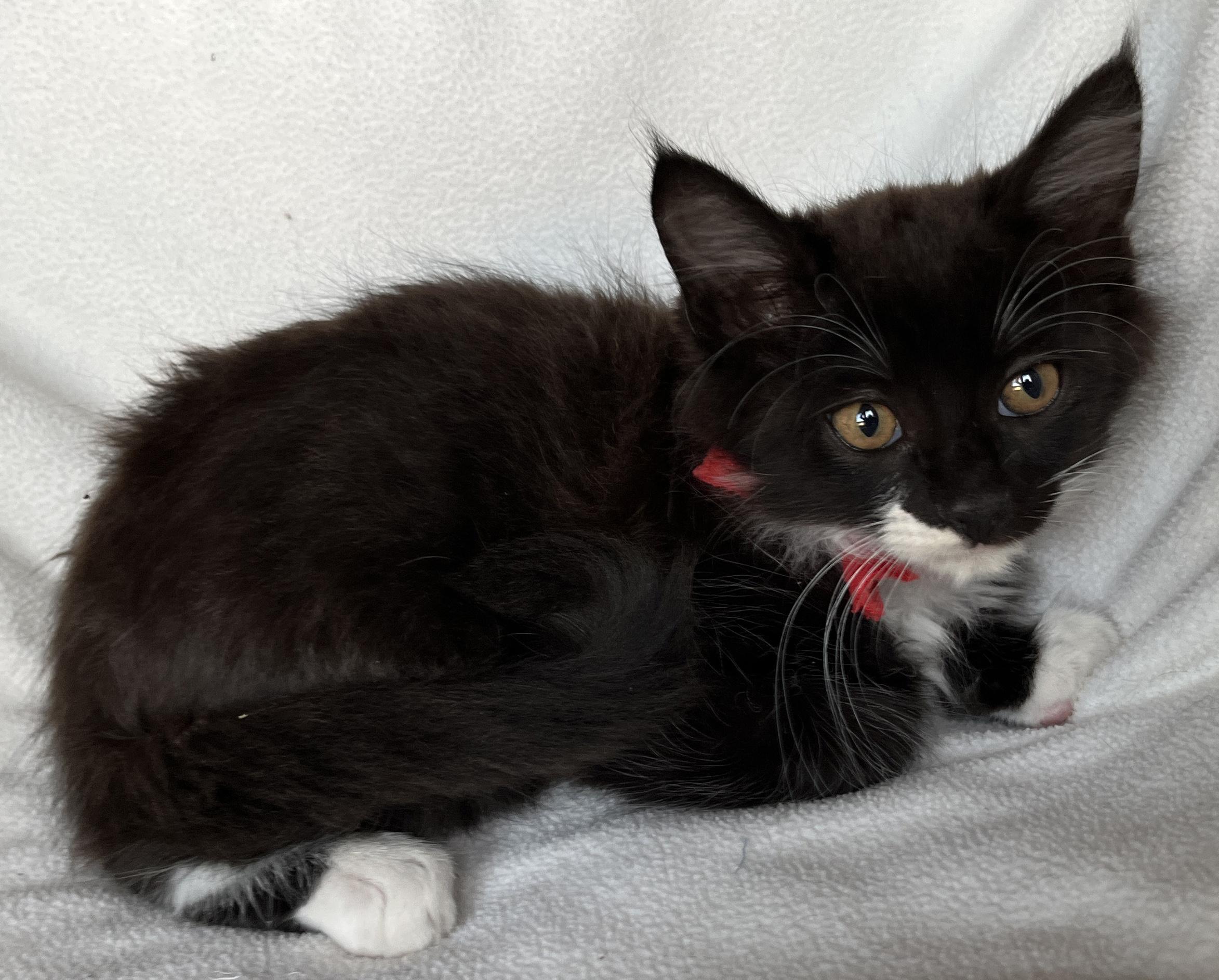 Enlarge Fabian, a Adoptable Tuxedo in Tigard, OR image 2/3