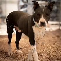 Gabe, a ADOPTABLE mixed breed in Casa Grande, AZ image 1/5