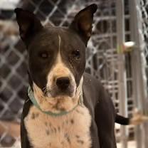 Gabe, a ADOPTABLE mixed breed in Casa Grande, AZ image 3/5