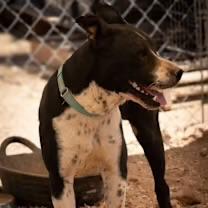 Gabe, a ADOPTABLE mixed breed in Casa Grande, AZ image 2/5