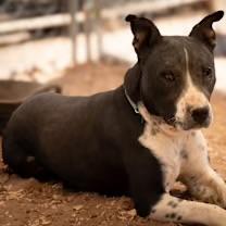 Gabe, a ADOPTABLE mixed breed in Casa Grande, AZ image 5/5