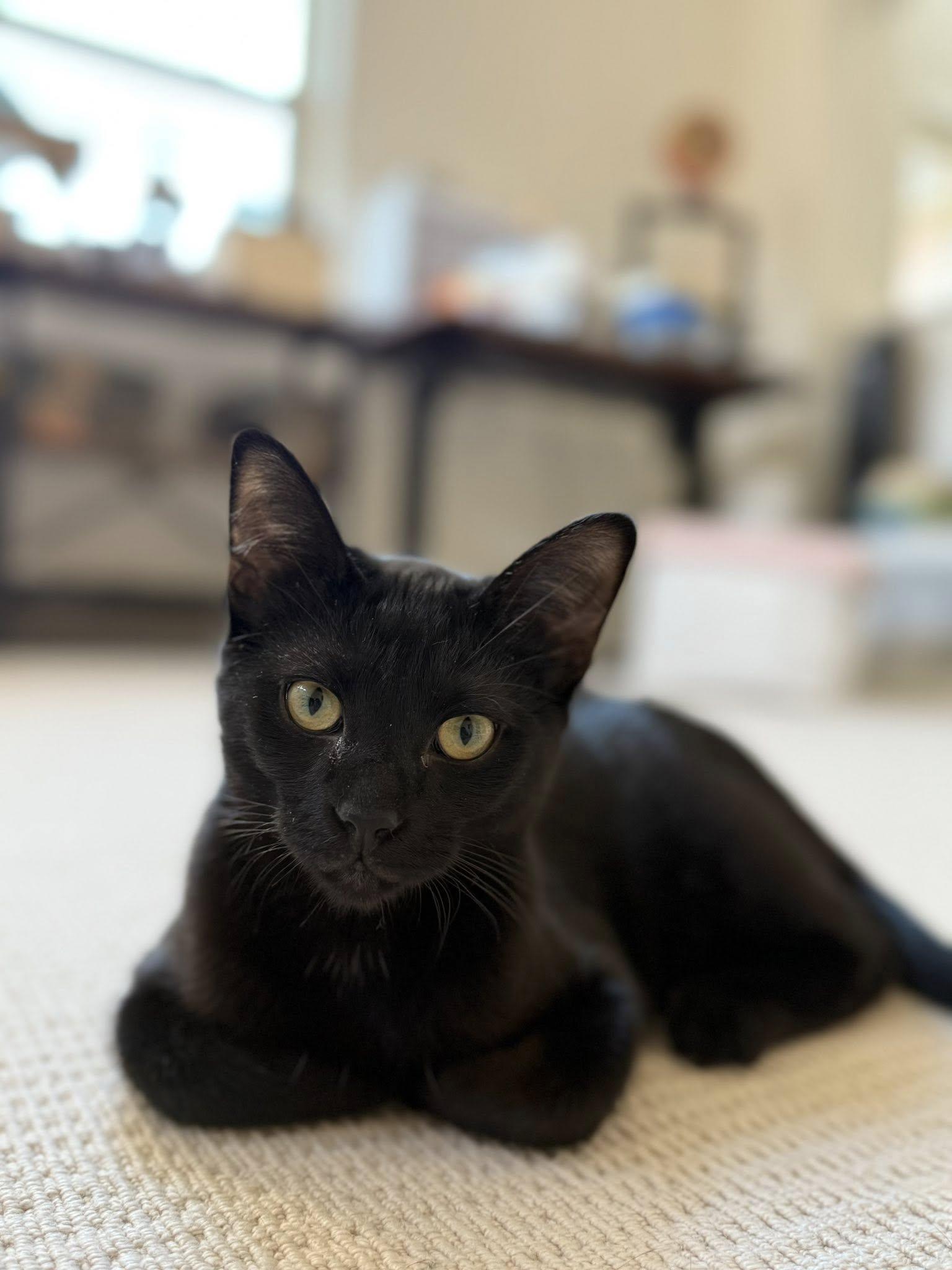 Batman, an adopted Domestic Short Hair in Frisco, TX image 1/4