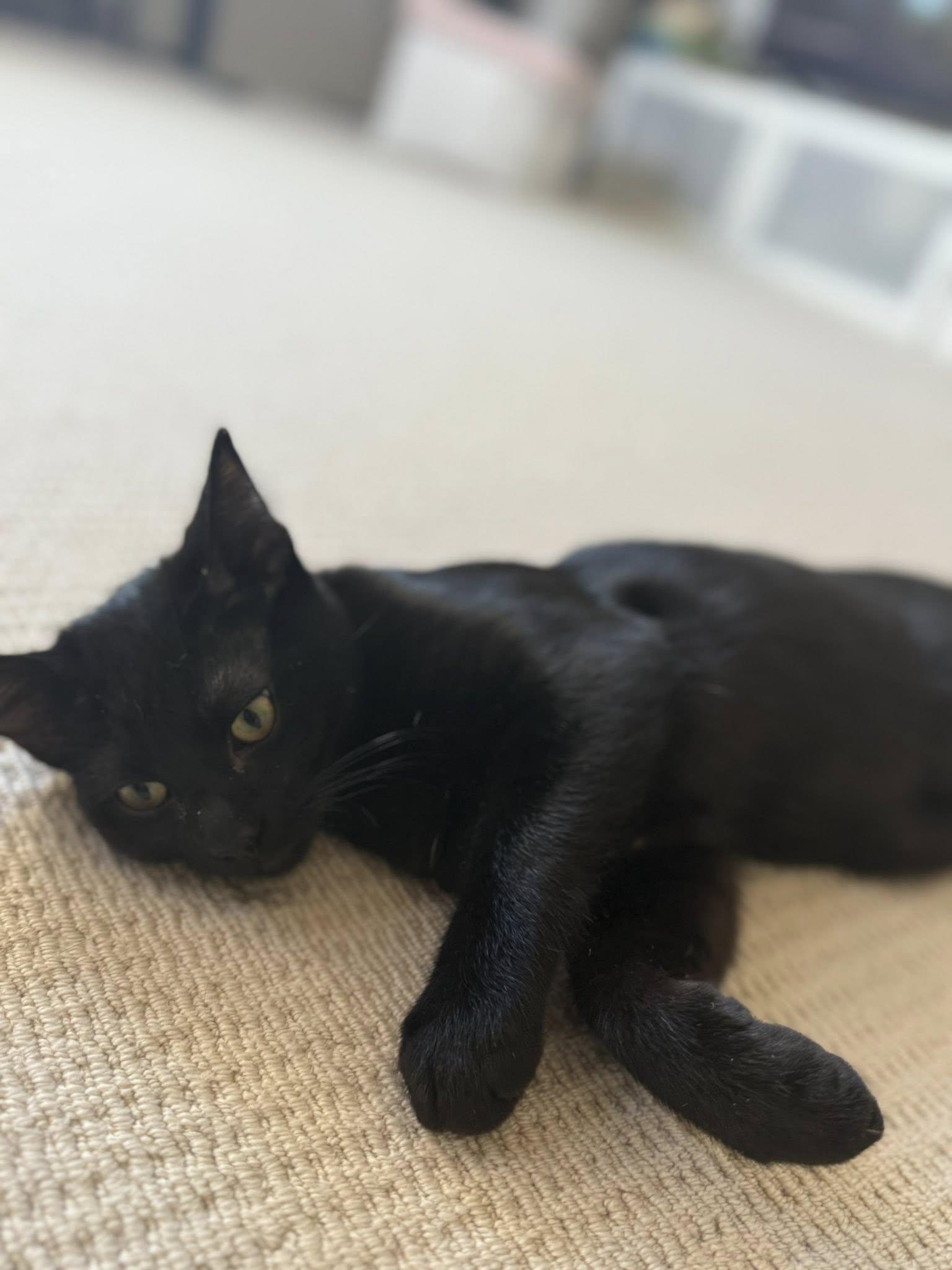 Batman, an adopted Domestic Short Hair in Frisco, TX image 4/4