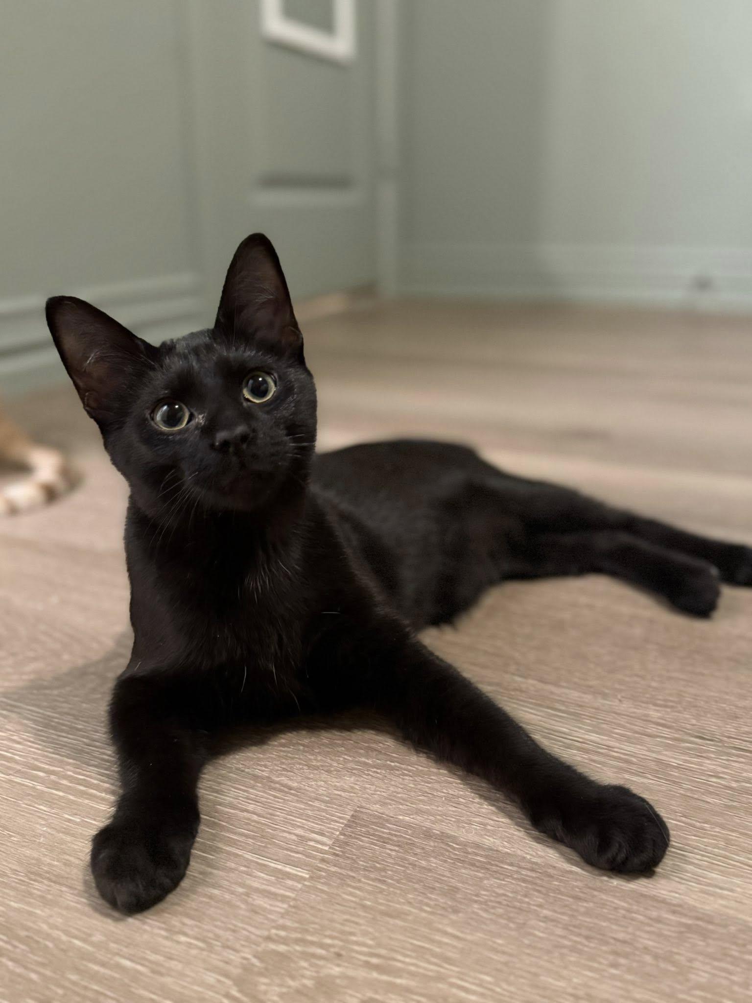 Batman, an adopted Domestic Short Hair in Frisco, TX image 3/4